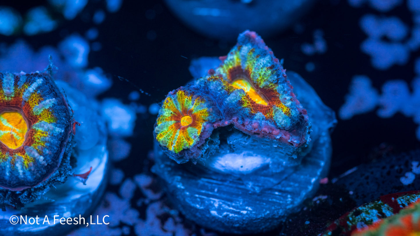 NAF No. 8 Micromussa