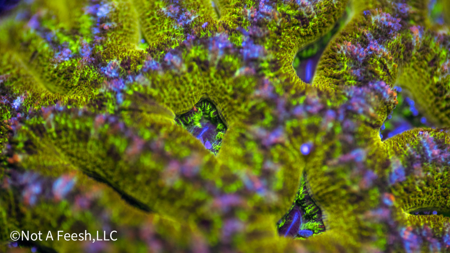 NAF - Pickle Juice Acan Lord