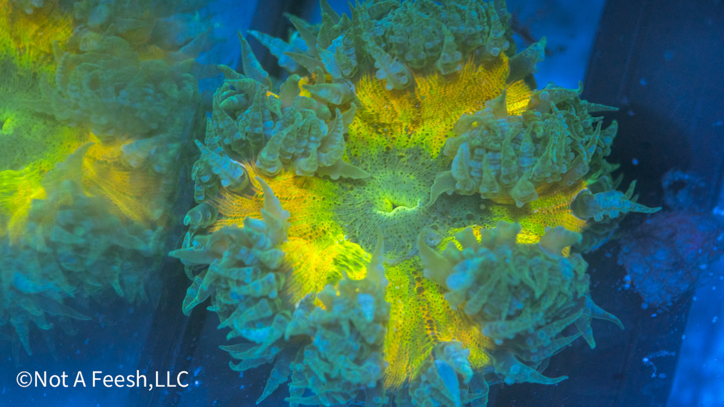 Rock Flower Anemone B(WYSIWYG)