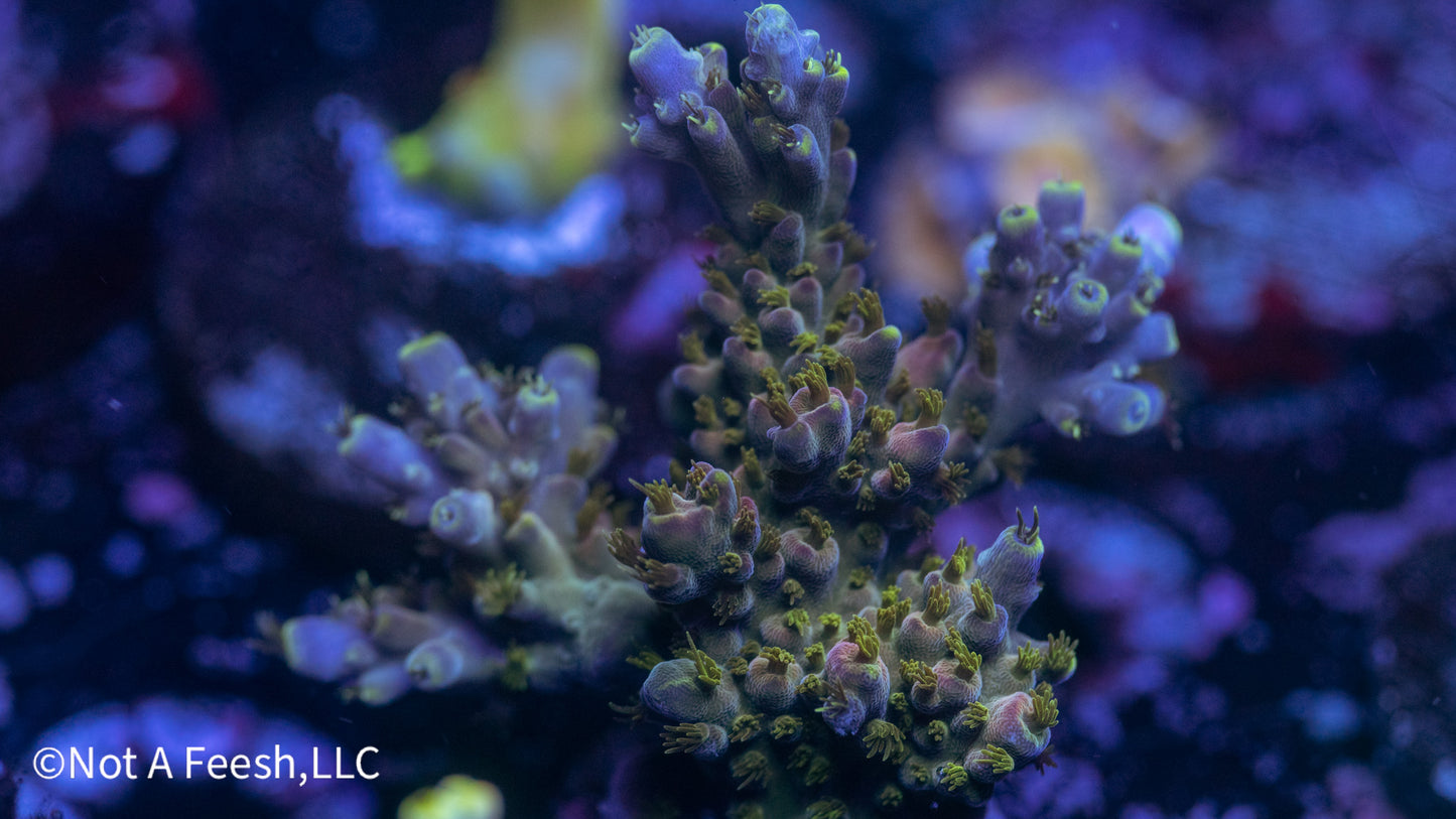 LRO Lunar Lemonade (WYSIWYG)