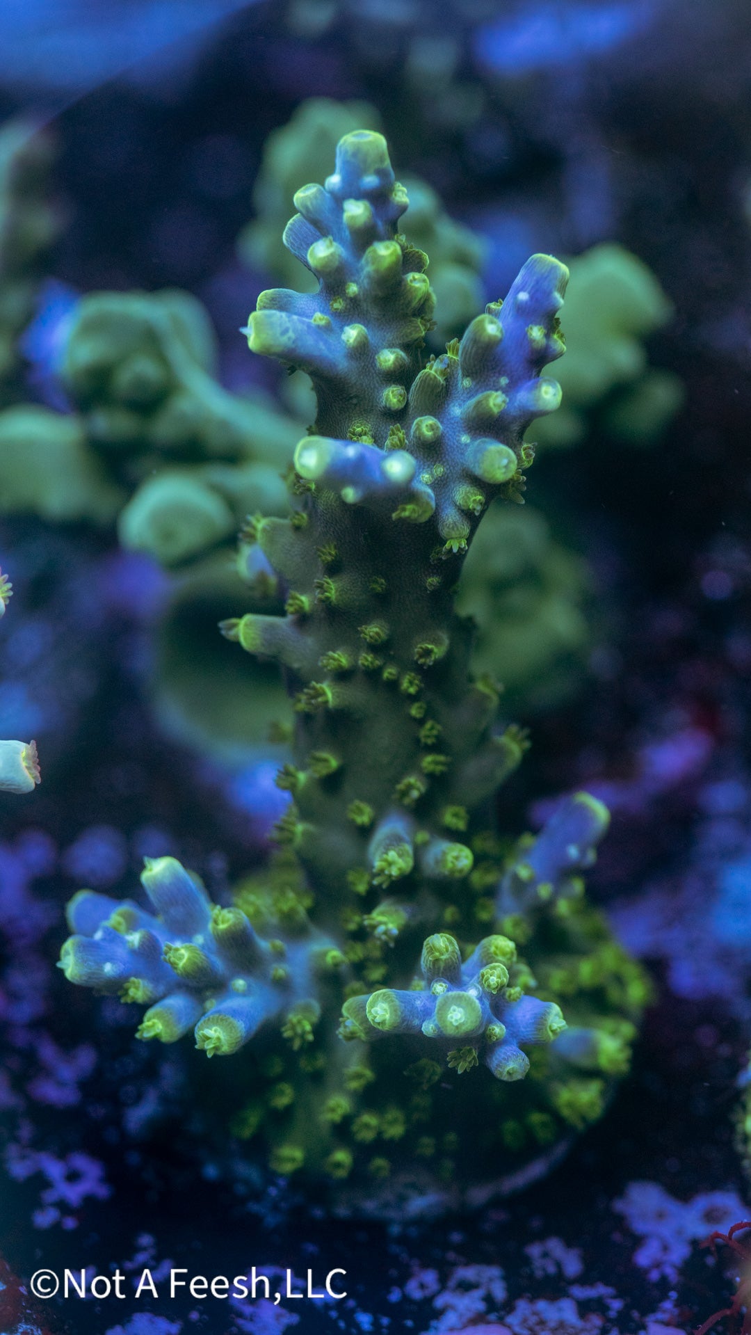 ORA Tricolor Valida (Cut to Order)