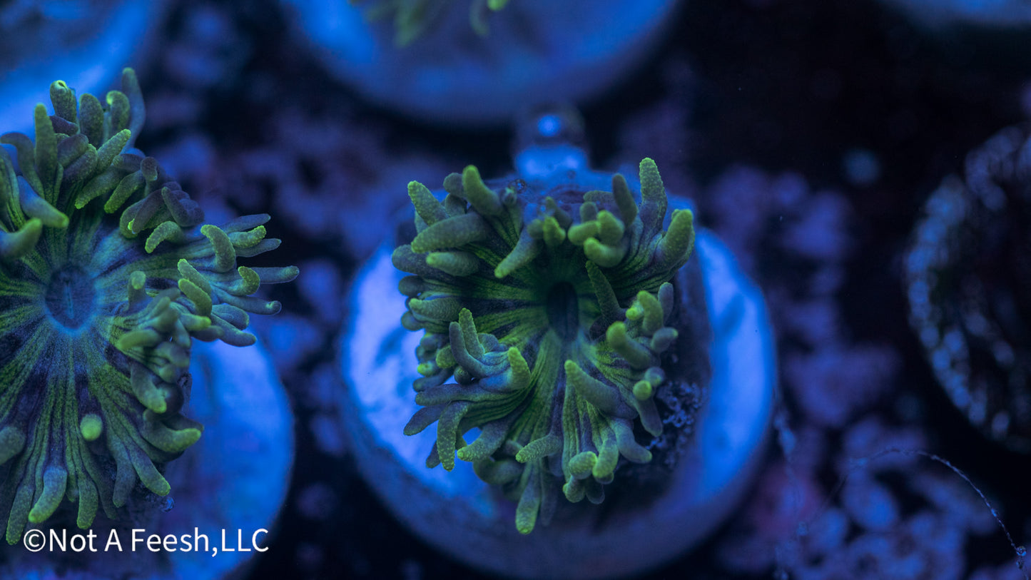 Duncan Polyp (WYSIWYG)