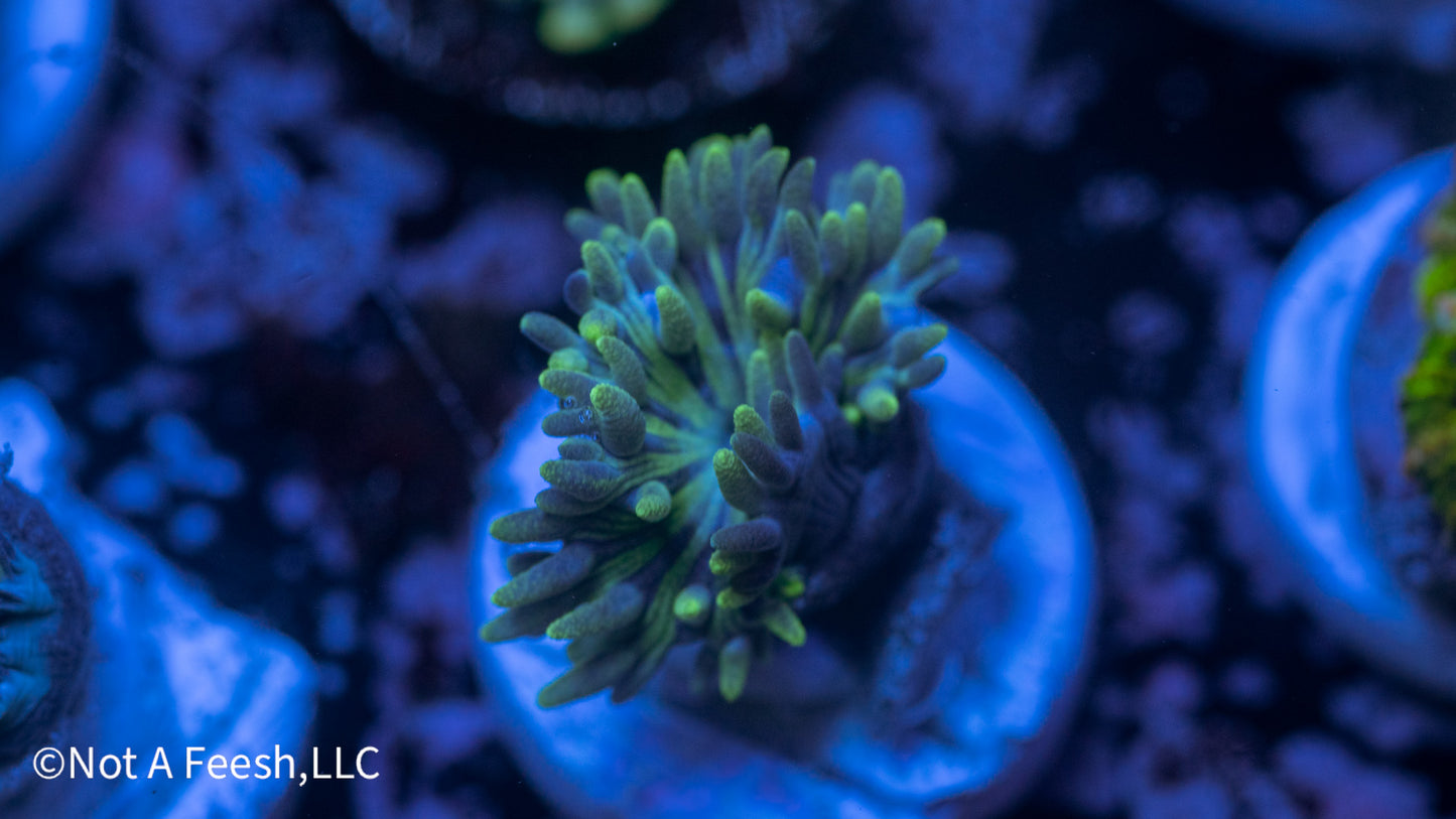 Duncan Polyp (WYSIWYG)