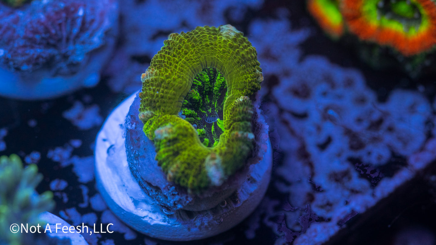 NAF Pickle Juice (WYSIWYG)