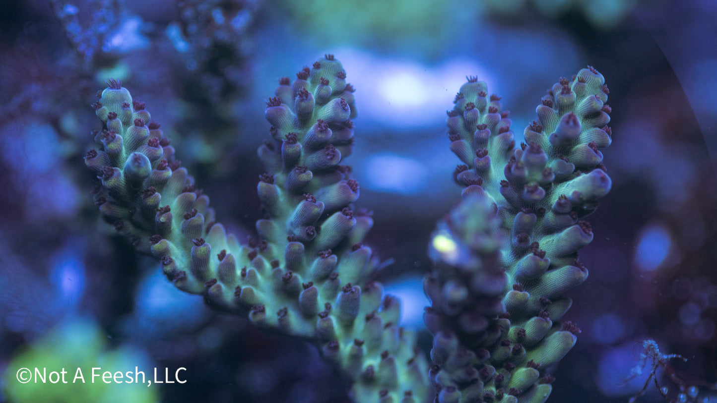 NAF Vakalo (WYSIWYG)