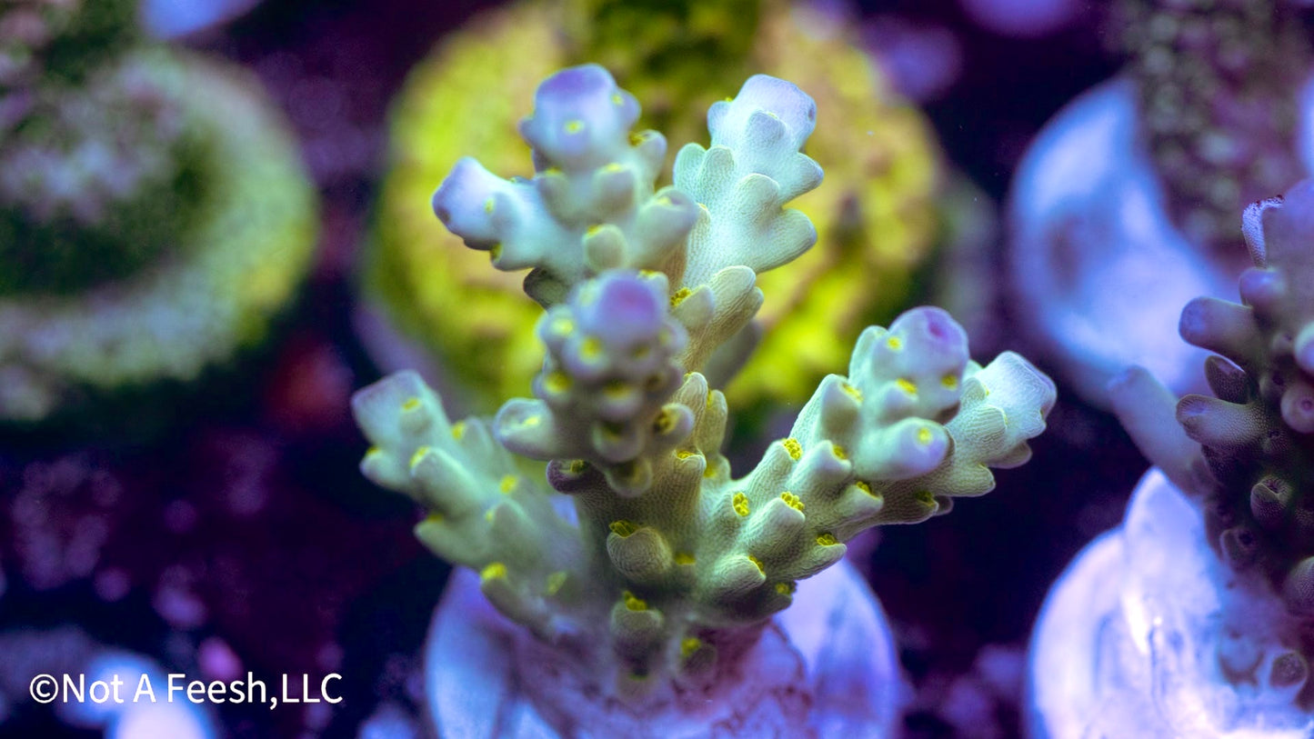 NAF - Frozen Throne Acro. Loripe