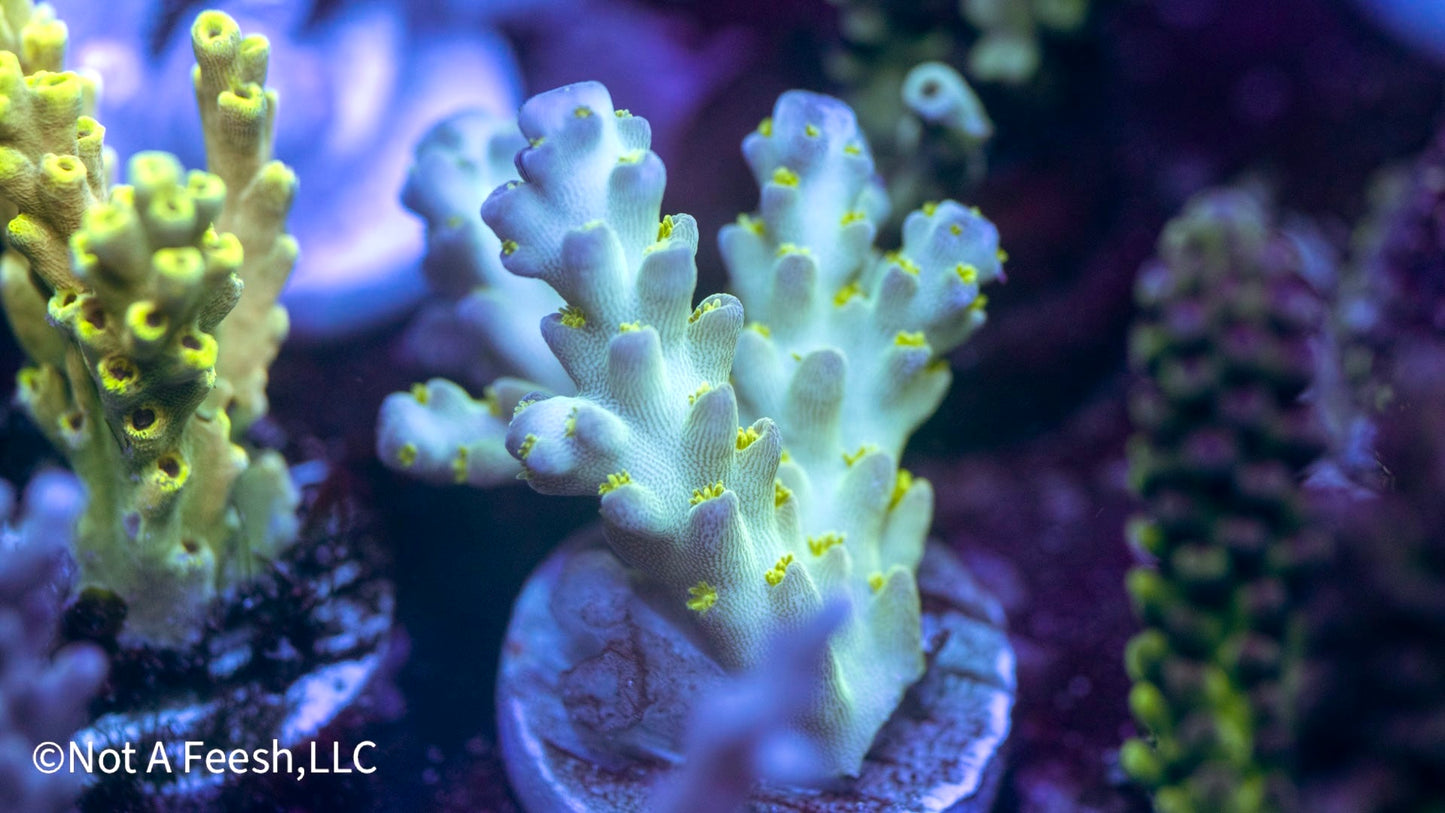 NAF - Frozen Throne Acro. Loripe