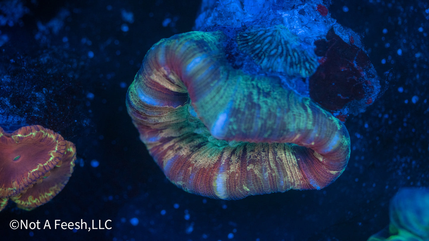 Rainbow Trachy (WYSIWYG)