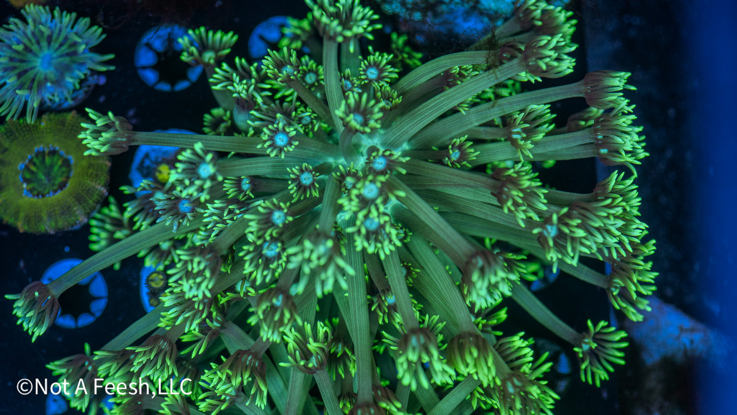 Golf Ball Goni Colony (WYSIWYG)