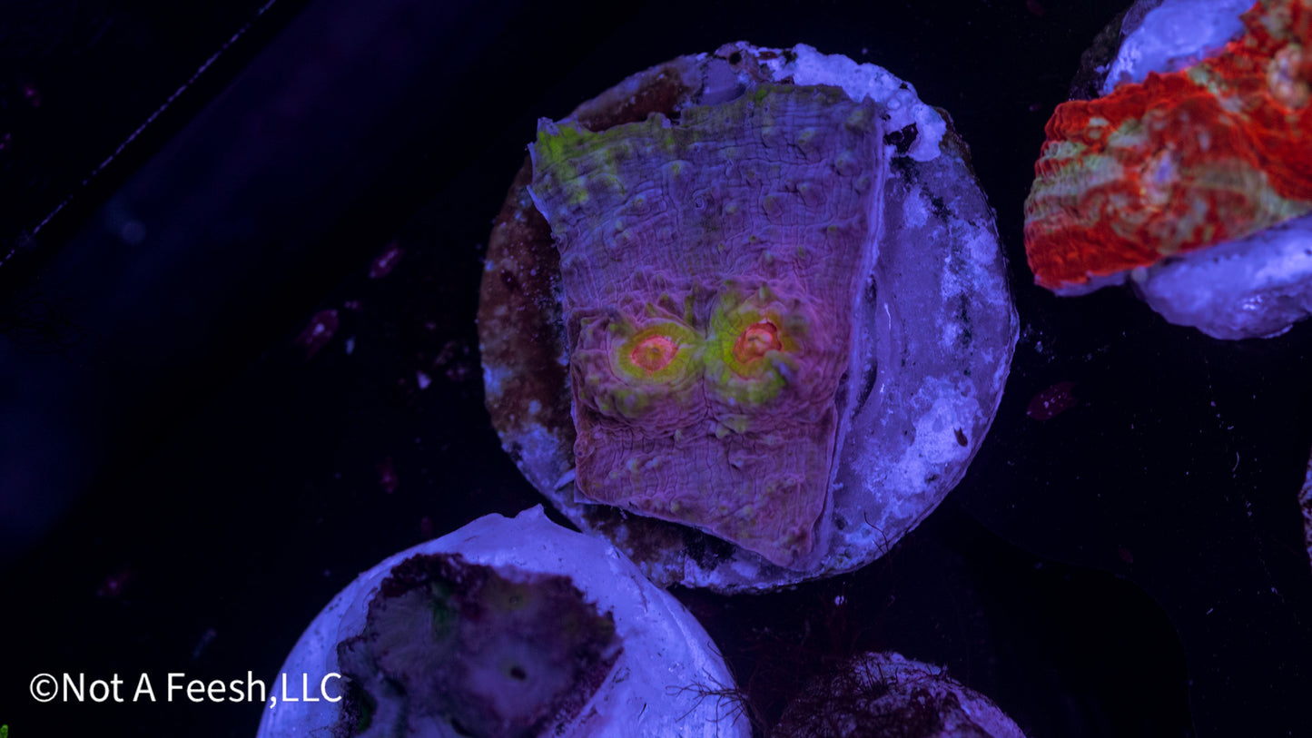 Pink Aussie Chalice (WYSIWYG)