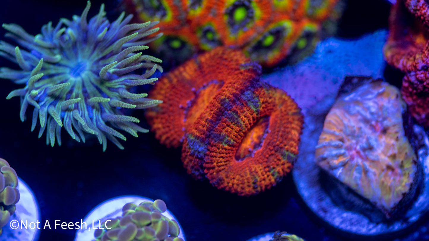 Rainbow Micromussa Lord (WYSIWYG)