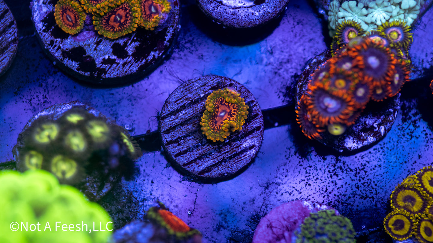 GMK Zoa