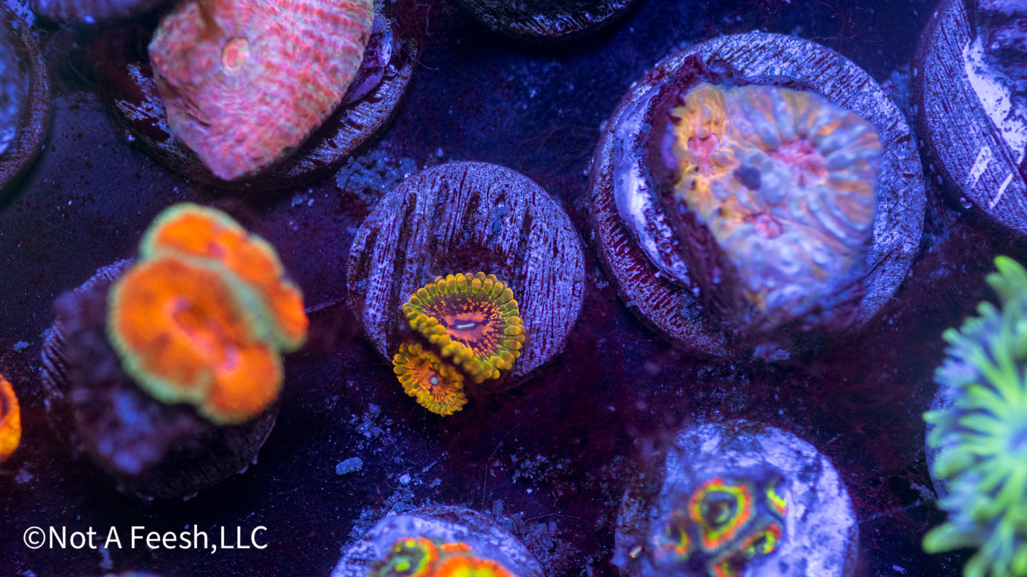 GMK Zoa (WYSIWYG)
