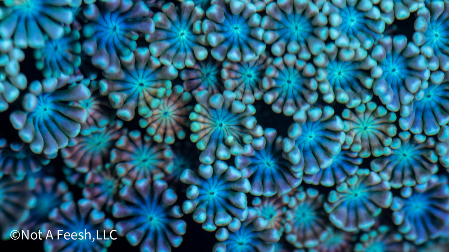 The Lord's Alveopora