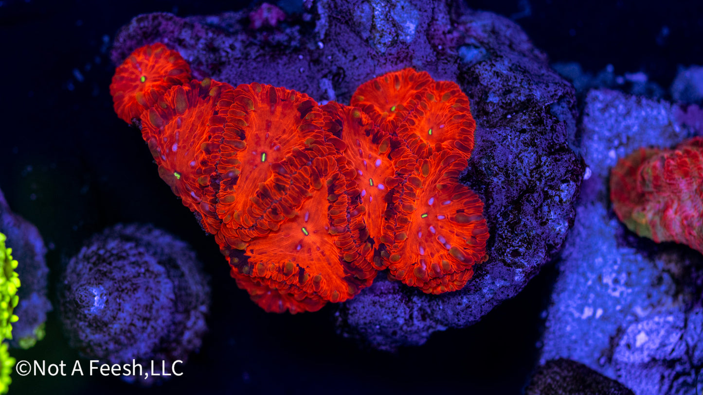 Deadpool Blasto Colony (WYSIWYG)