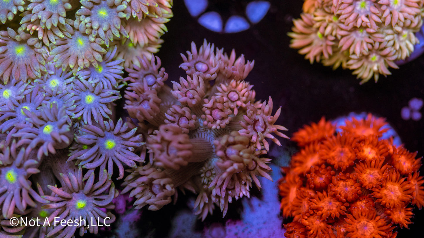 Rainbow Goni (WYSIWYG)