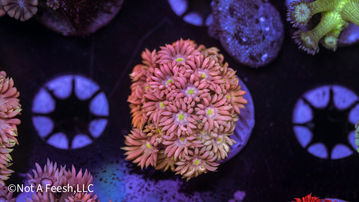 Rainbow Goni (WYSIWYG)