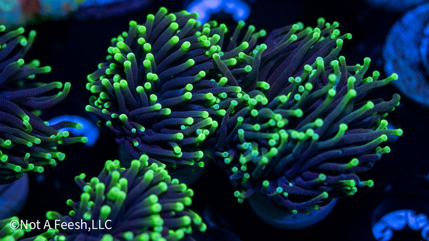 Blacklight Torch