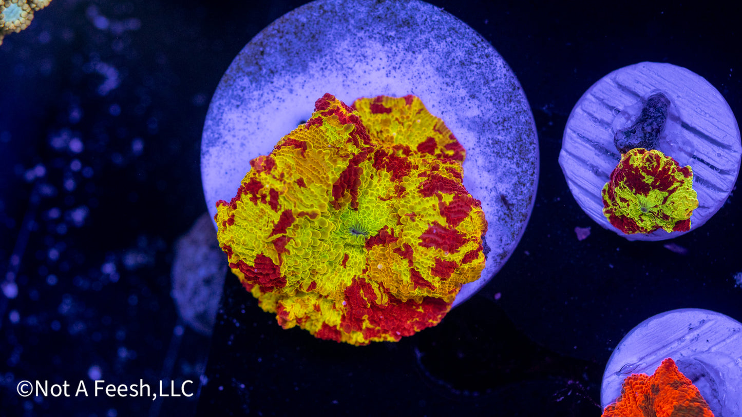 Jawbreaker Mushroom (WYSIWYG)