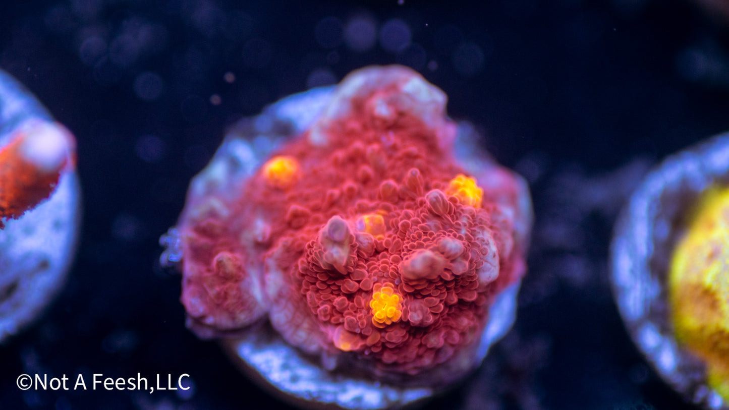 Golden Eye Chalice (WYSIWYG)