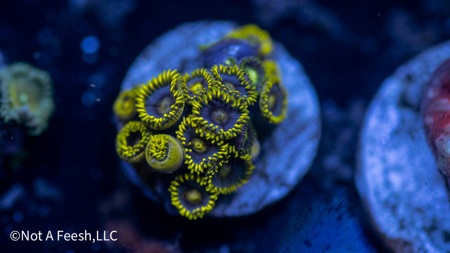 Blueberry Pie Zoa (WYSIWYG)