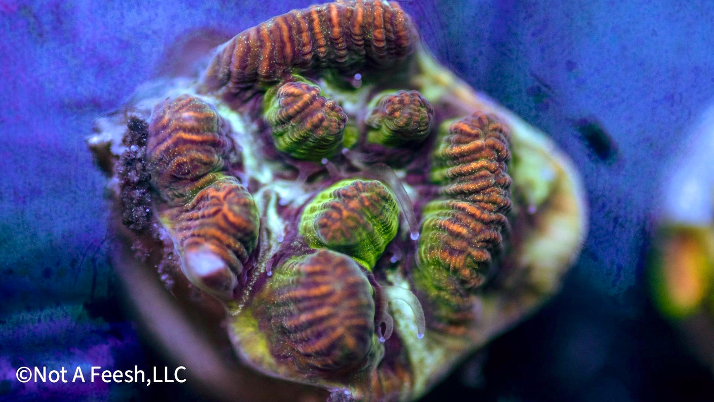 Mystery Platygyra (WYSIWYG)