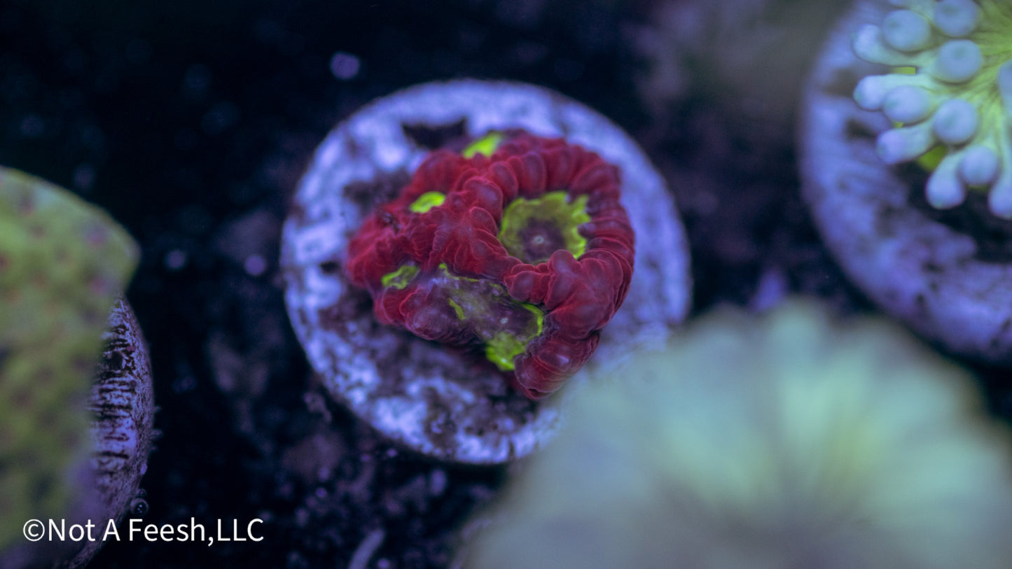 Red Goniastrea (WYSIWYG)