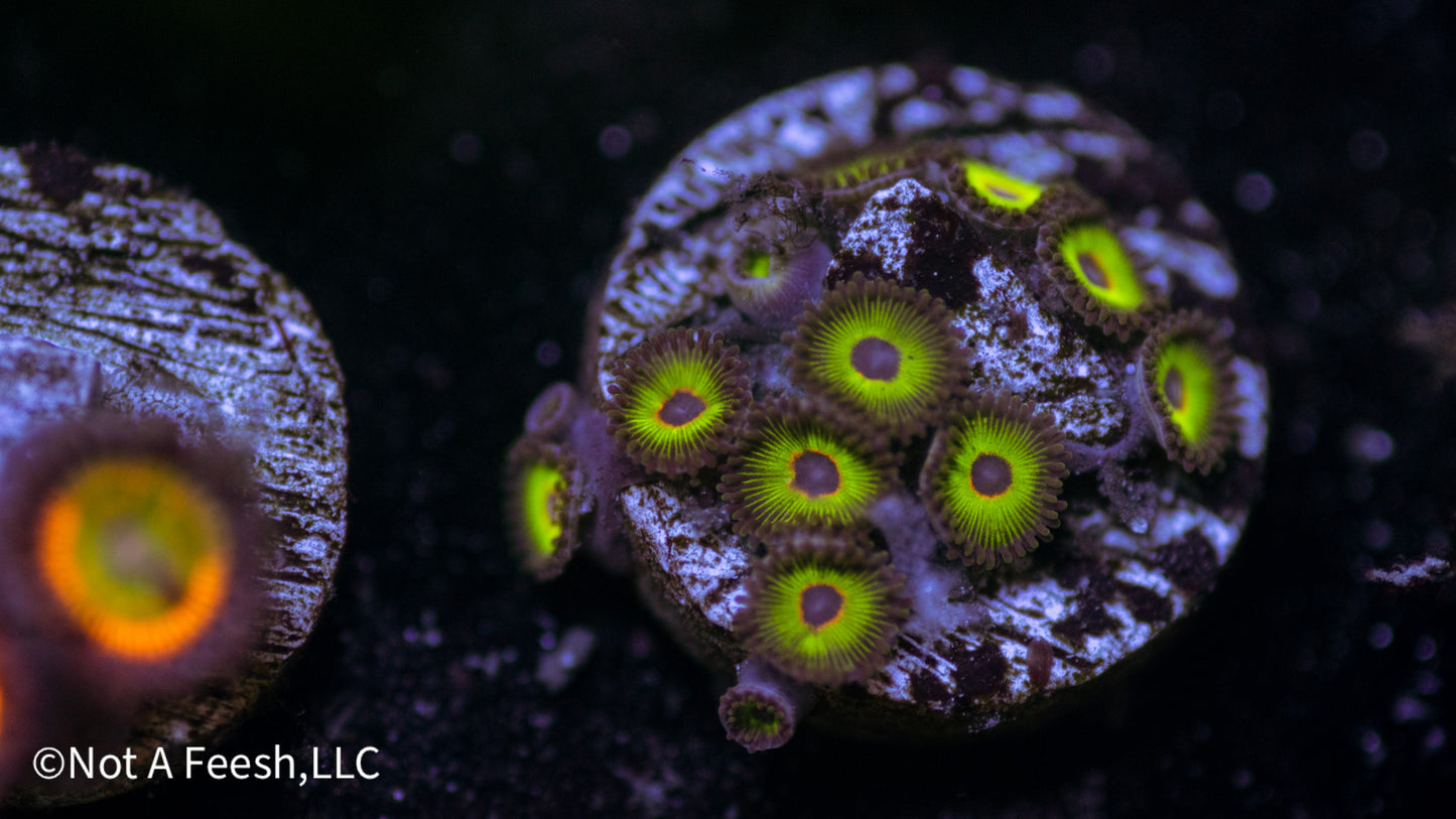 Bob Marley Zoa (WYSIWYG)