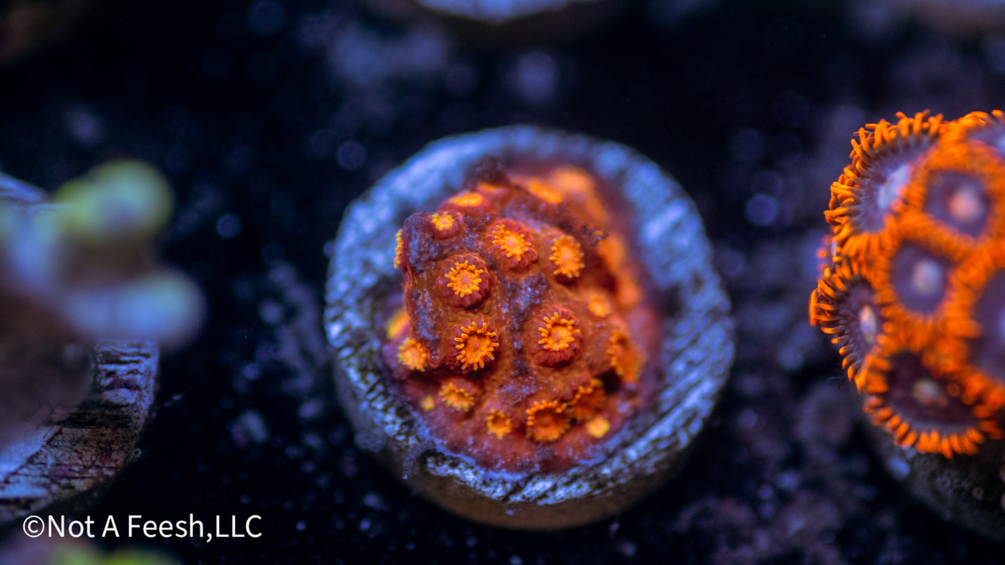 Copperhead Cyphastrea (WYSIWYG)