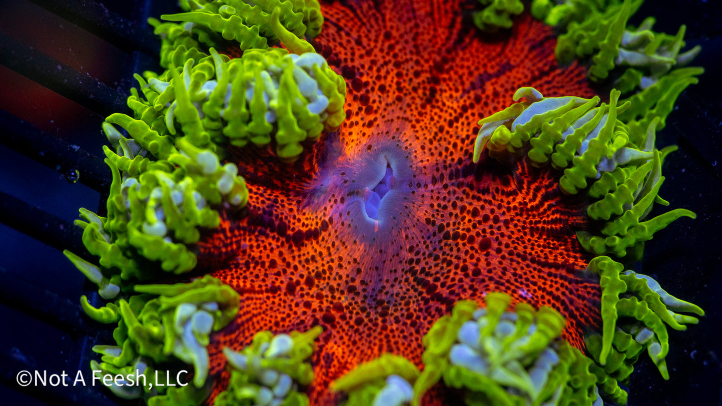 Rock Flower Anemone