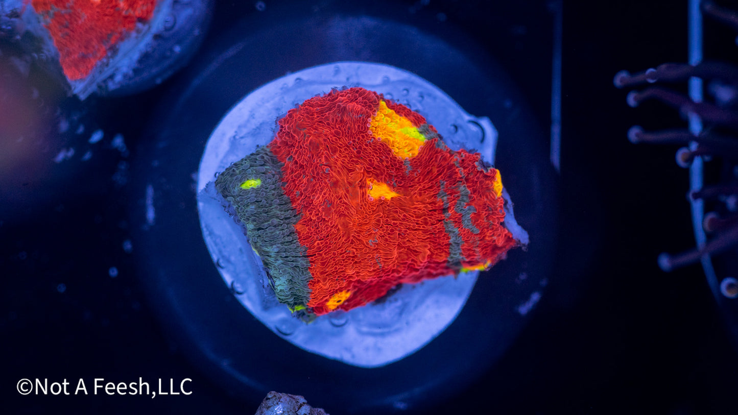 Sexy Corals Rainbow Dynamite (WYSIWYG)