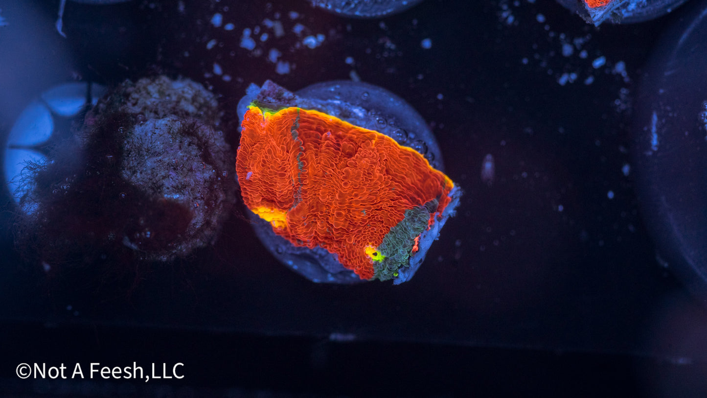Sexy Corals Rainbow Dynamite (WYSIWYG)