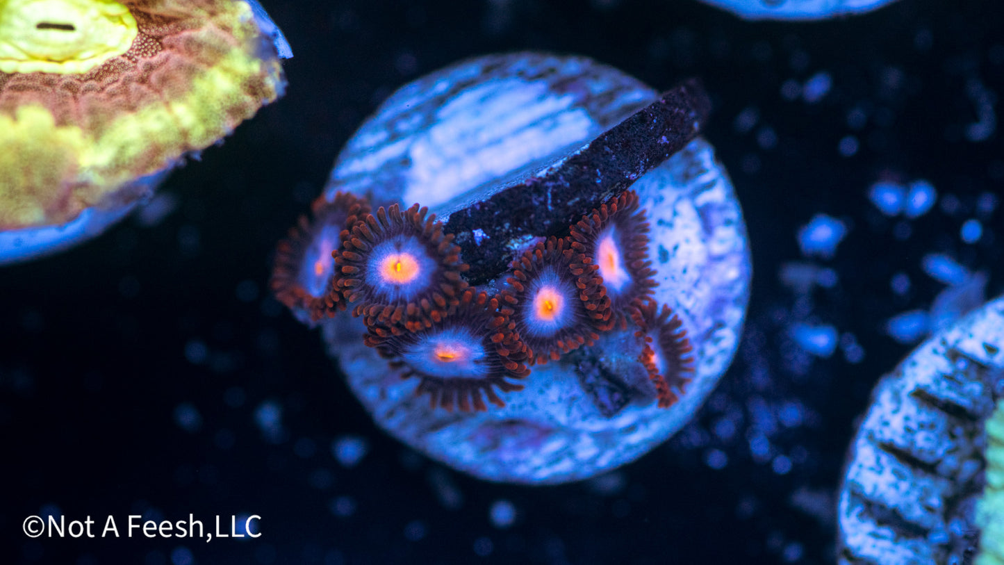 Mystique Zoa (WYSIWYG)