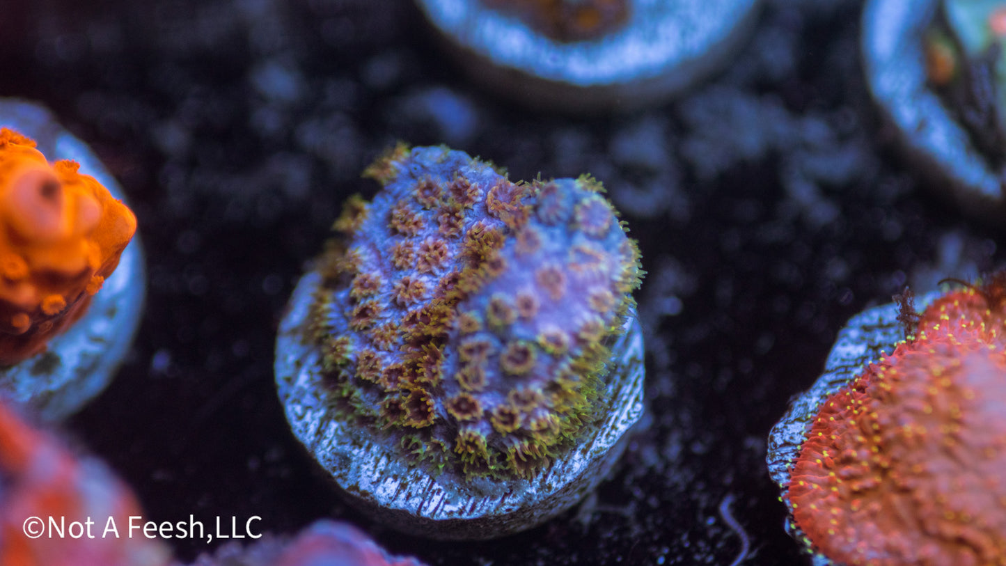 WWC Skittles Bomb Cyphastrea (WYSIWYG)