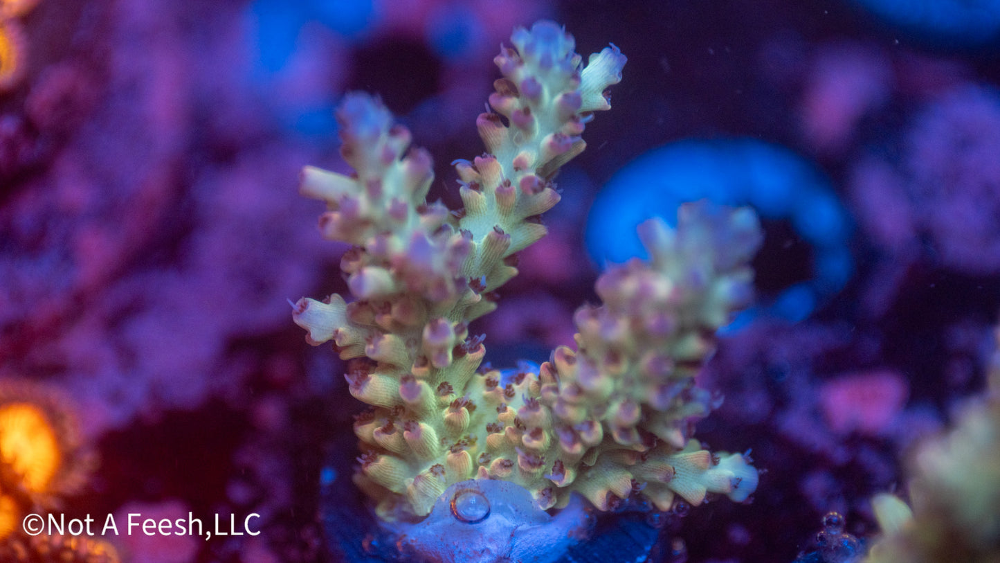 NAF Malaysian Shortcake (WYSIWYG)