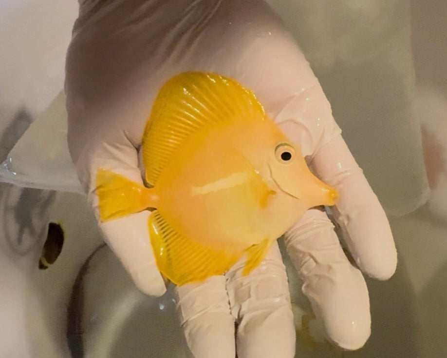 (Preorder) Yellow Tang - Wild