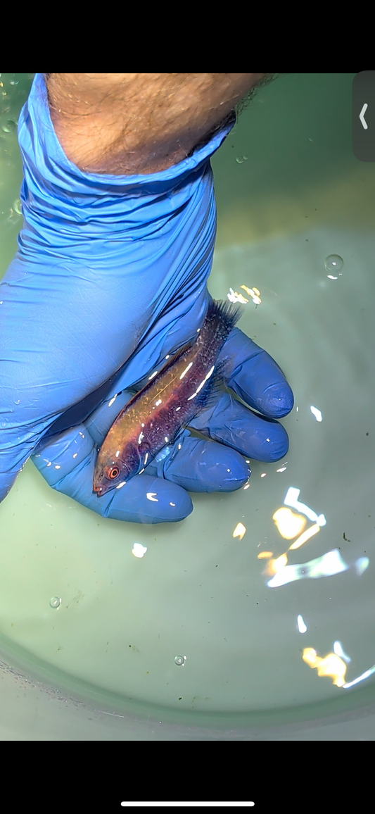 Beaus Fairy Wrasse (Quarantined)