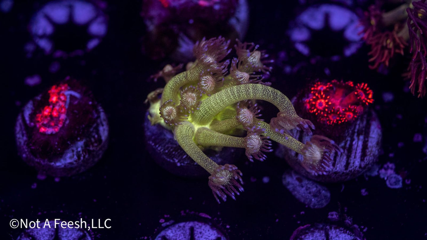 NAF Red Mouth Glitter Goni (WYSIWYG)