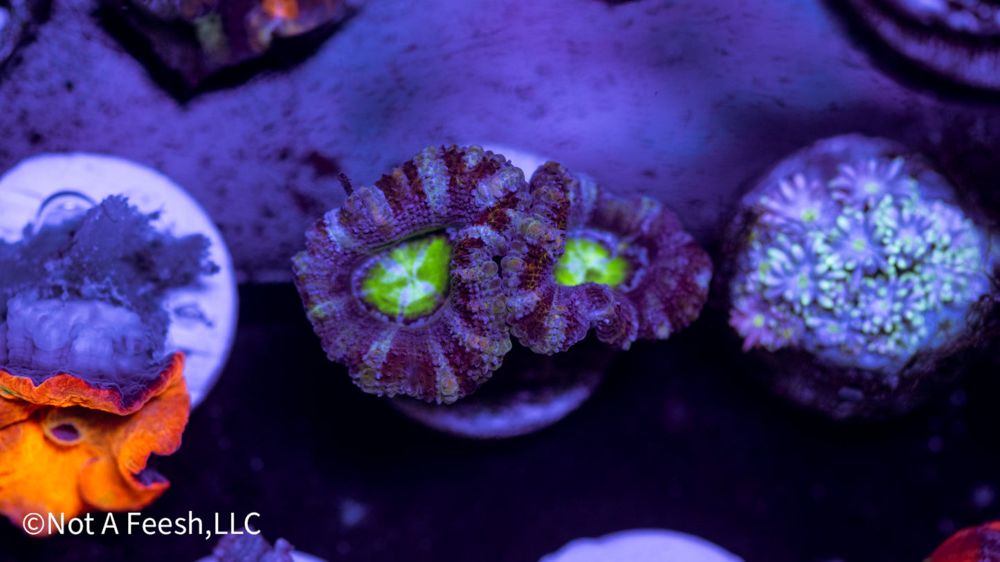 Acan Lord (WYSIWYG)