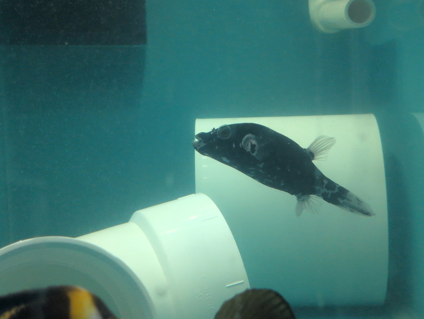 Quarantined Midnight Pufferfish