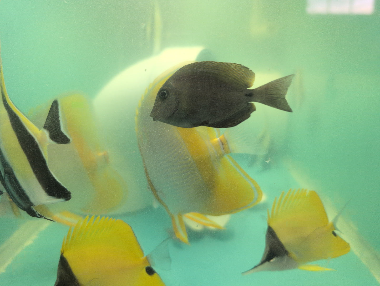 Freckle Face Tang (Quarantined)