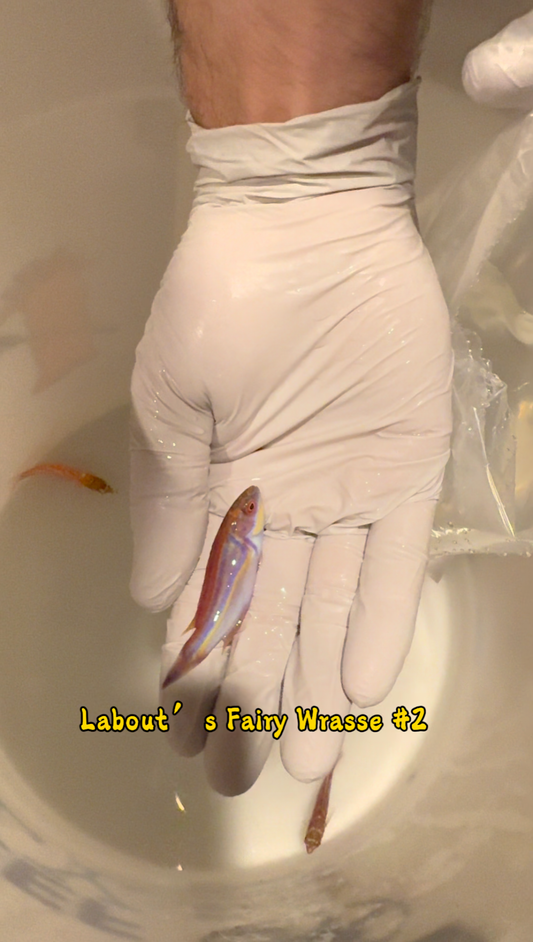 Quarantined Labout’s Wrasse (Cirrhilabrus laboutei)