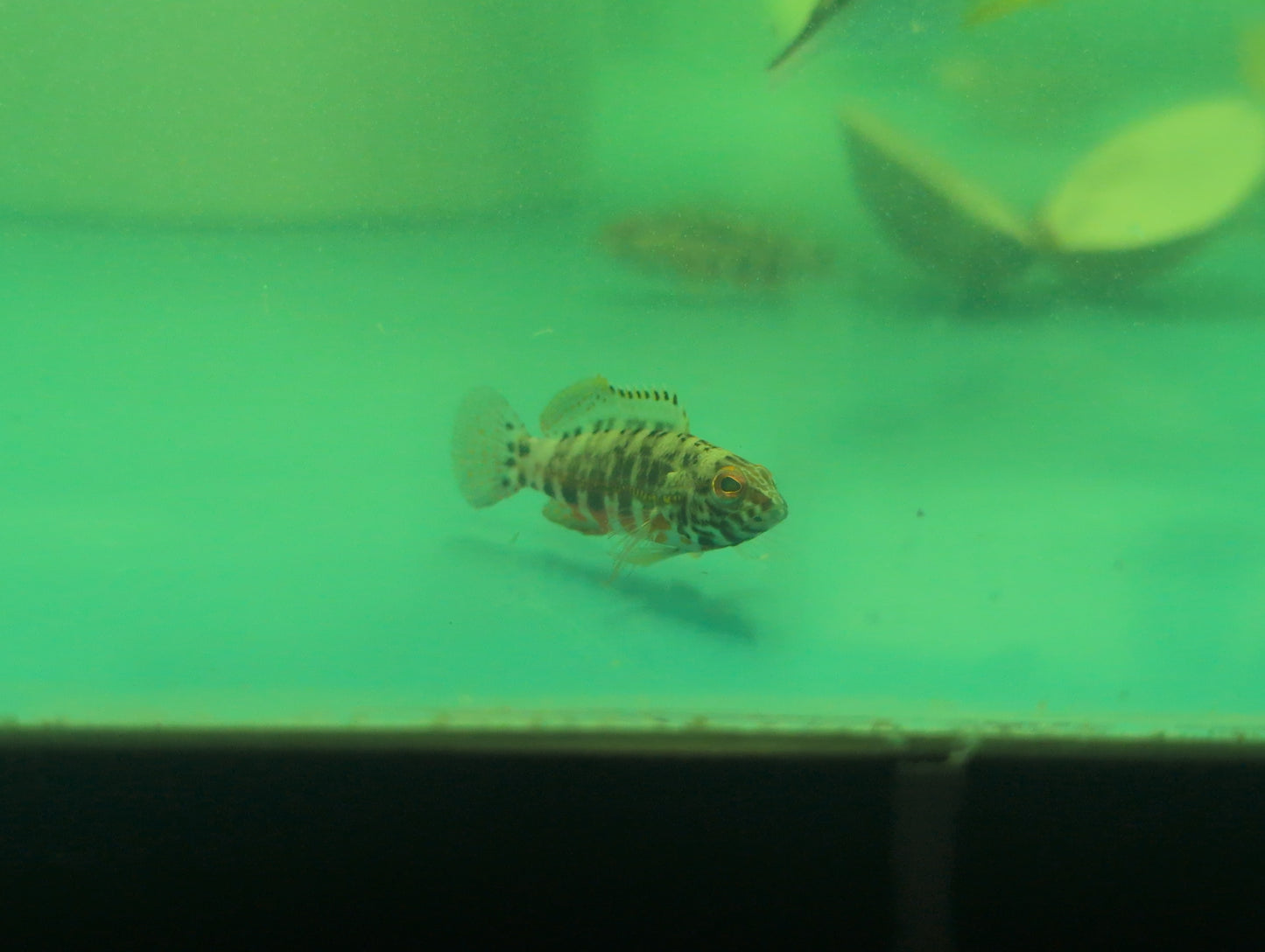 Lantern Basslet(Quarantined)