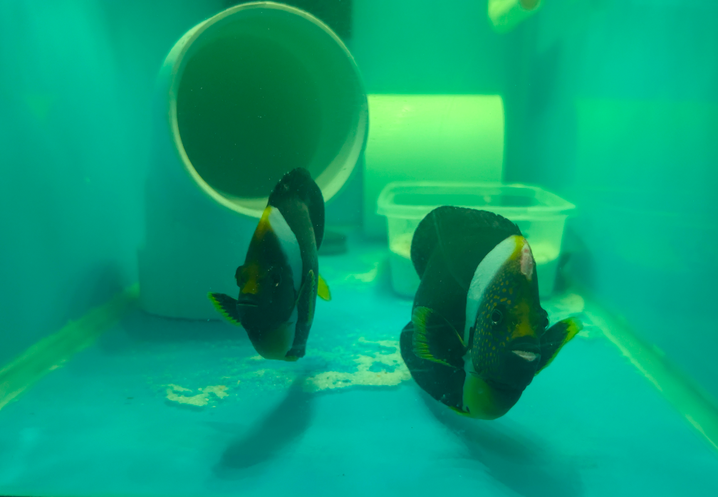 Quarantined False Personifer Angelfish **Mated Pair** - **RARE**