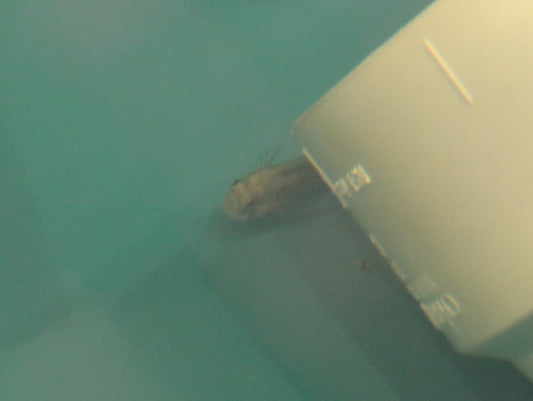 Lawnmower Blenny