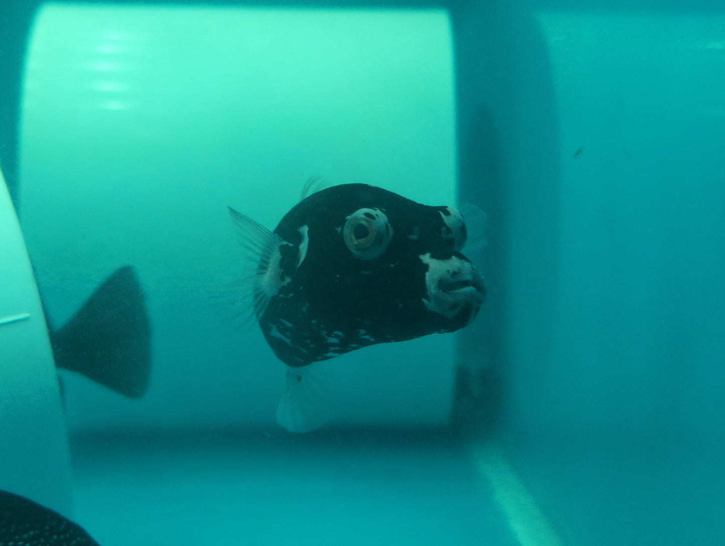 Quarantined Midnight Pufferfish