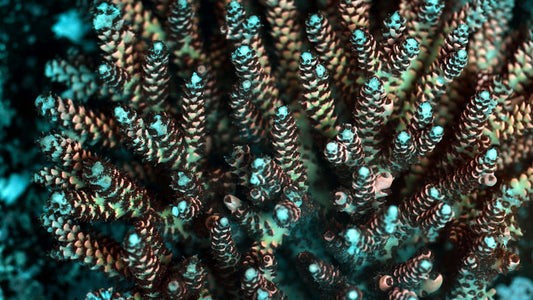 Coral Spotlight: Acropora selago