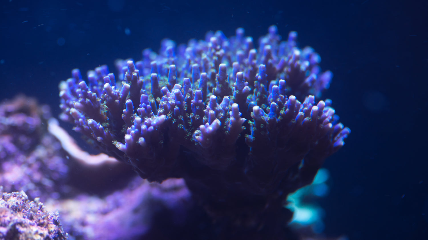 Fallowed Corals