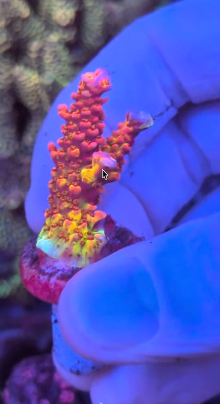 PC Rainbow (WYSIWYG)