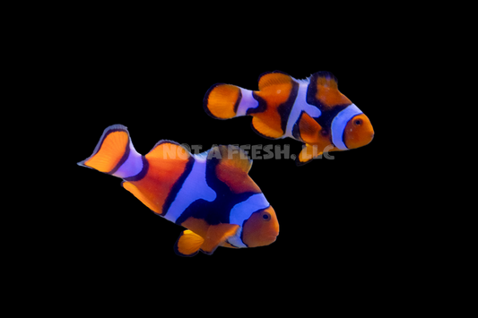 Super Black Percula Clownfish Pair (Wild)